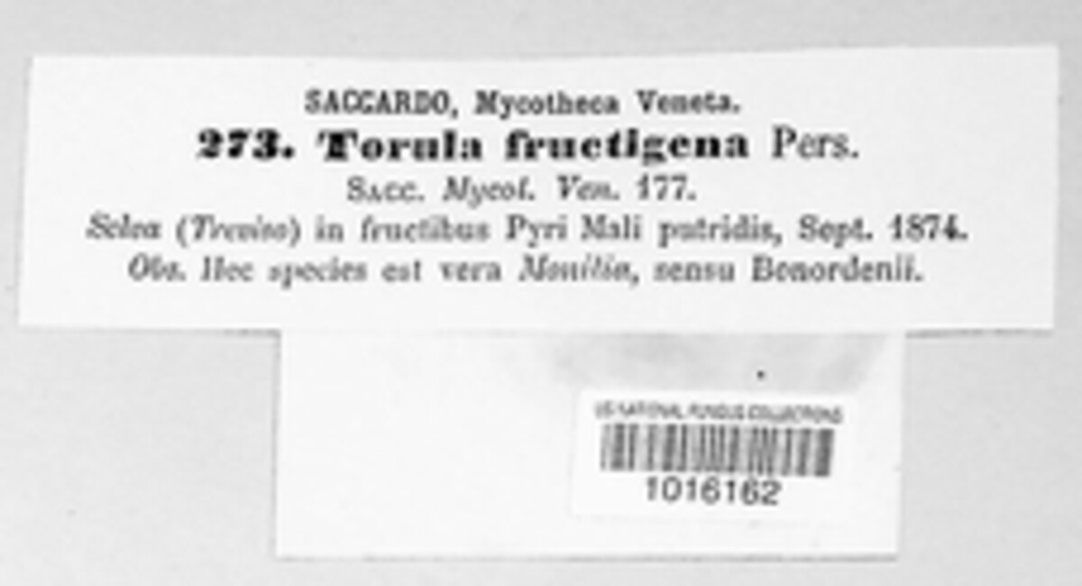 Monilinia fructigena image